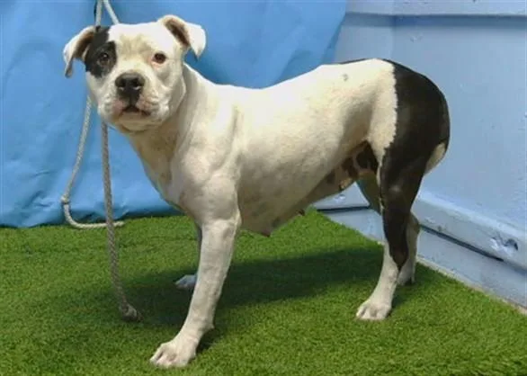 An adult medium-sized female Pit Bull Terrier dog named Dior for adoption in Gardena, CA