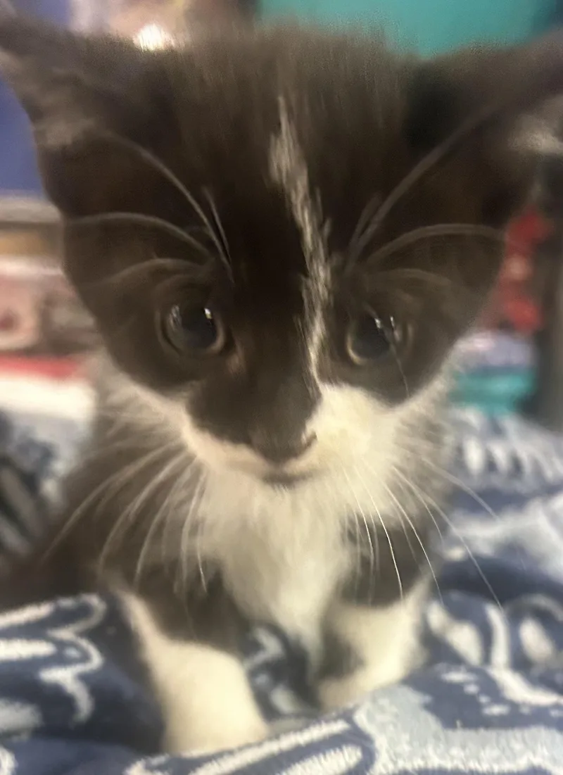 A baby medium-sized female Black & White / Tuxedo Domestic Short Hair cat named Hershey for adoption in Toledo, OH