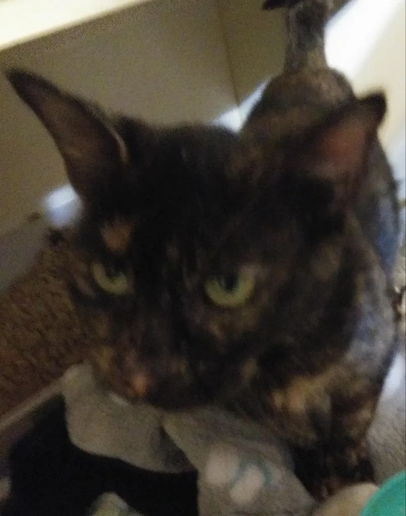 A young medium-sized female Tortoiseshell cat named Marla for adoption in Port Wentworth, GA