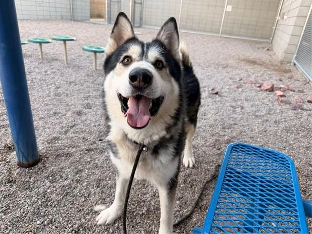 An adult large-sized male Husky dog named Ledger for adoption in Mesa, AZ
