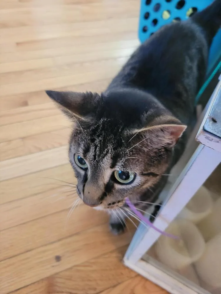 Billie Jean thumbnail 2