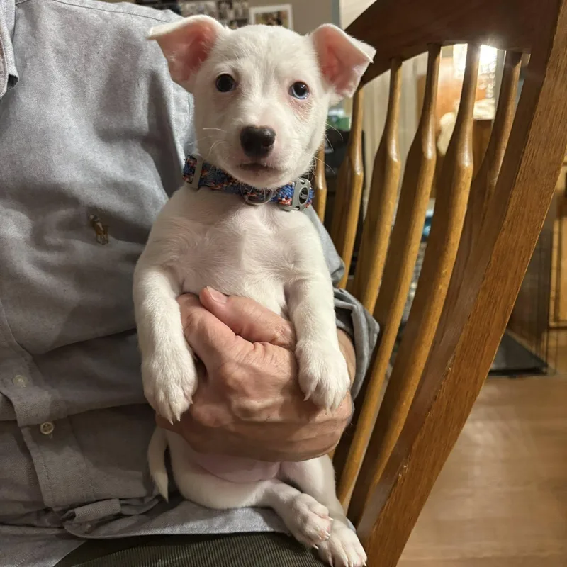 A baby small-sized male Rat Terrier dog named Shorty for adoption in Crystal Lake, IL