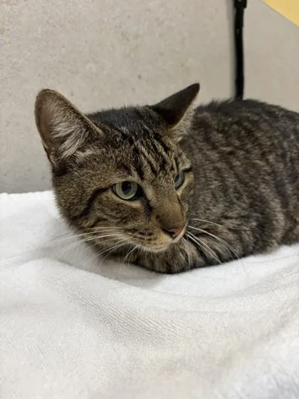 A senior medium-sized male Domestic Short Hair cat named Kai for adoption in Honolulu, HI