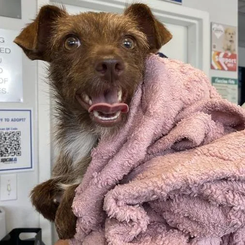 A young small-sized female Brown / Chocolate Terrier dog named Sophia for adoption in Long Beach, CA