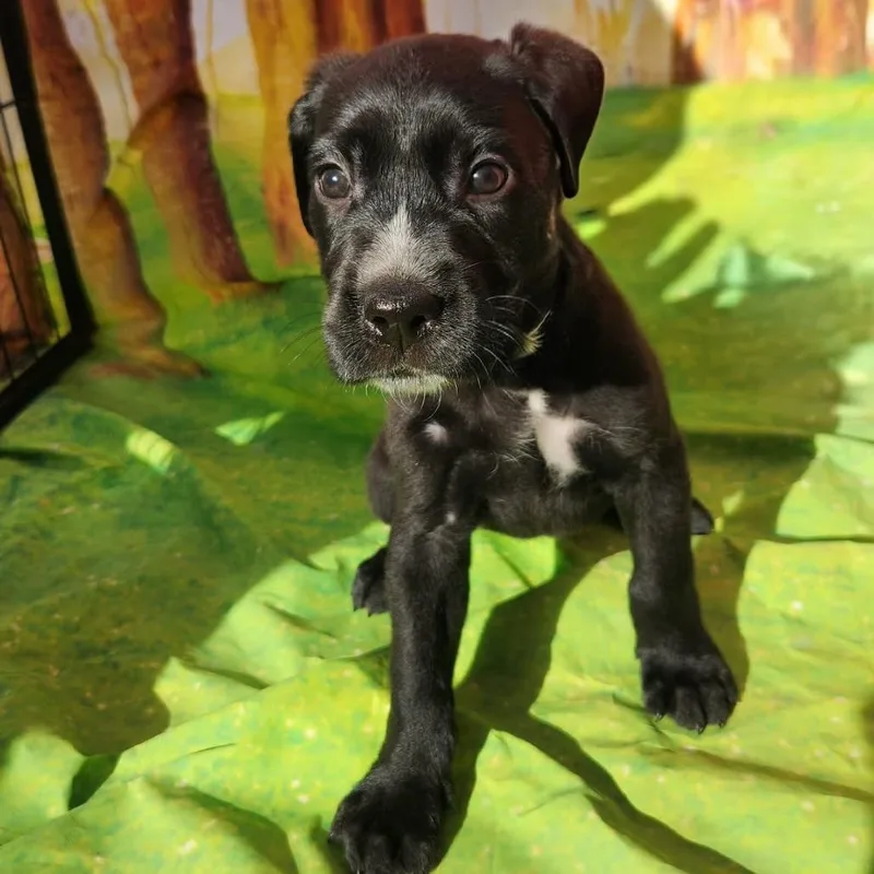 Greta Jb thumbnail 3