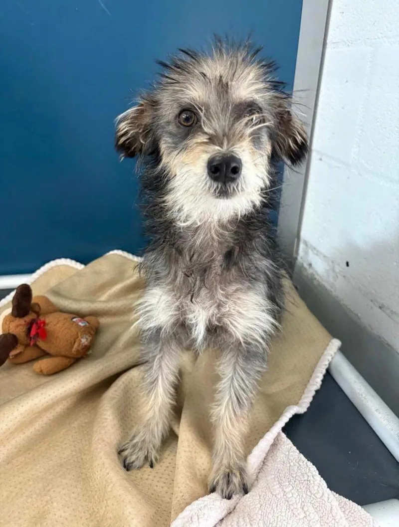 A young small-sized male Gray / Blue / Silver Terrier dog named Dudley for adoption in Gardnerville, NV