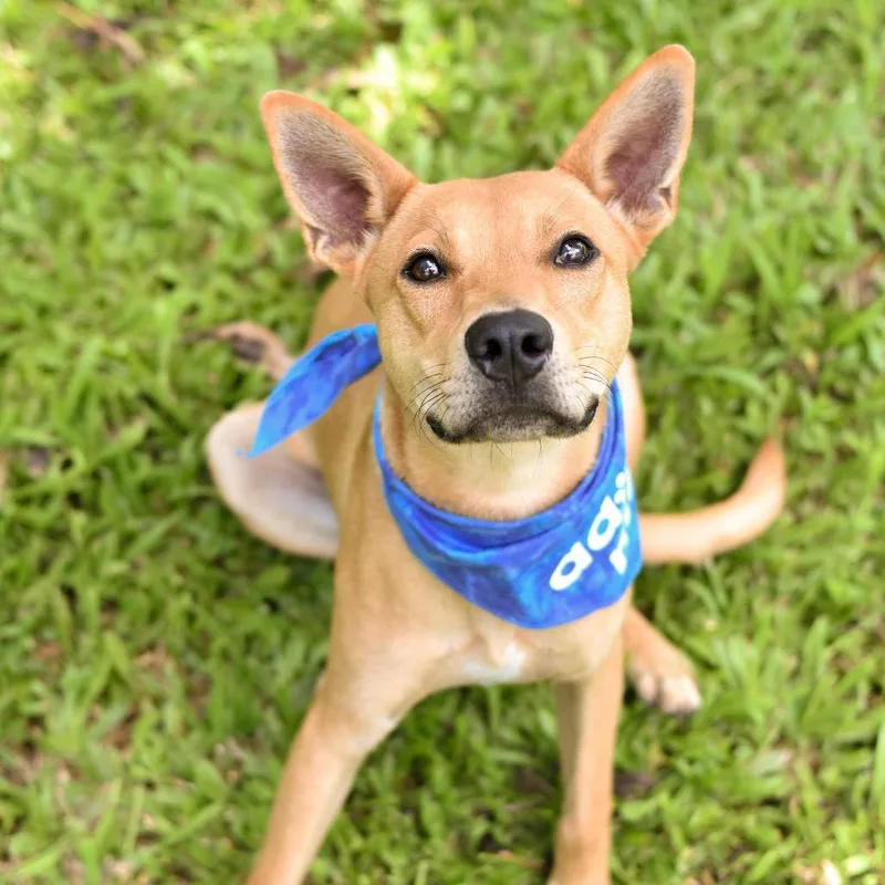 A young medium-sized male Yellow / Tan / Blond / Fawn Mixed Breed dog named Dingo for adoption in Kailua Kona, HI