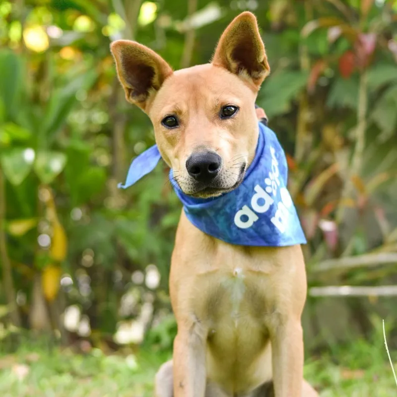 Dingo thumbnail 2