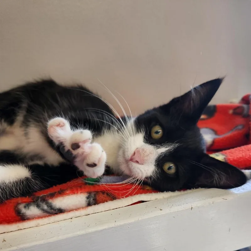 A baby small-sized male Black Domestic Short Hair cat named Bumblebee for adoption in Delaware, OH