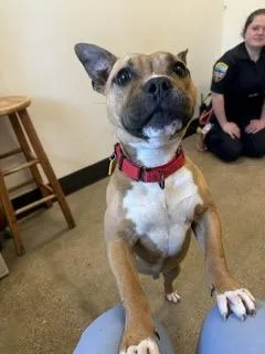 A young medium-sized male Yellow / Tan / Blond / Fawn American Bully dog named Vegas for adoption in Cleveland, OH
