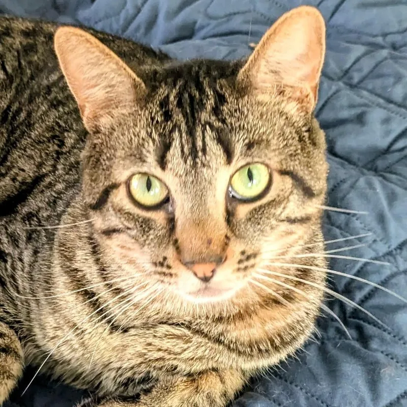 Tiger Tim thumbnail 2