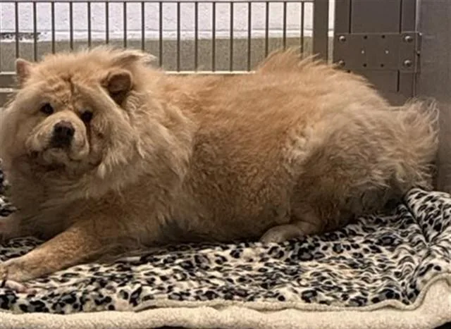 A young medium-sized female Chow Chow dog named Sugar for adoption in Rancho Cucamonga, CA