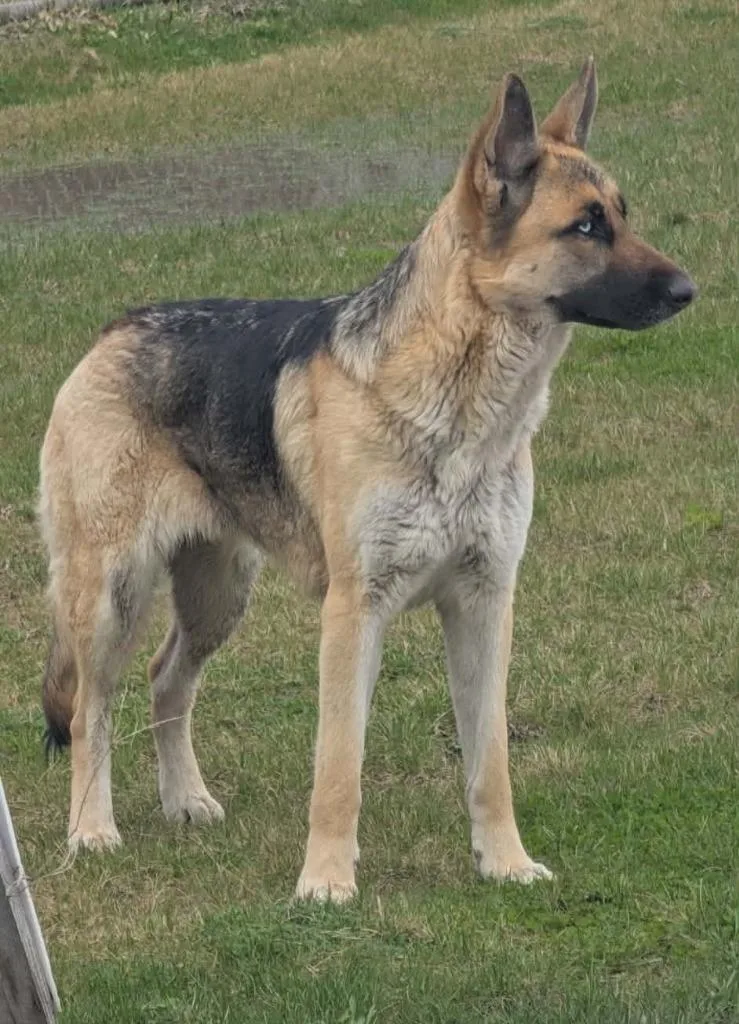 A young large-sized female German Shepherd Dog dog named Nyx for adoption in Warren, MI