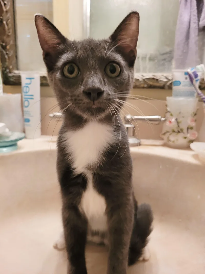 A baby medium-sized male Gray & White Russian Blue cat named Amazing Jake for adoption in Burlington, NC