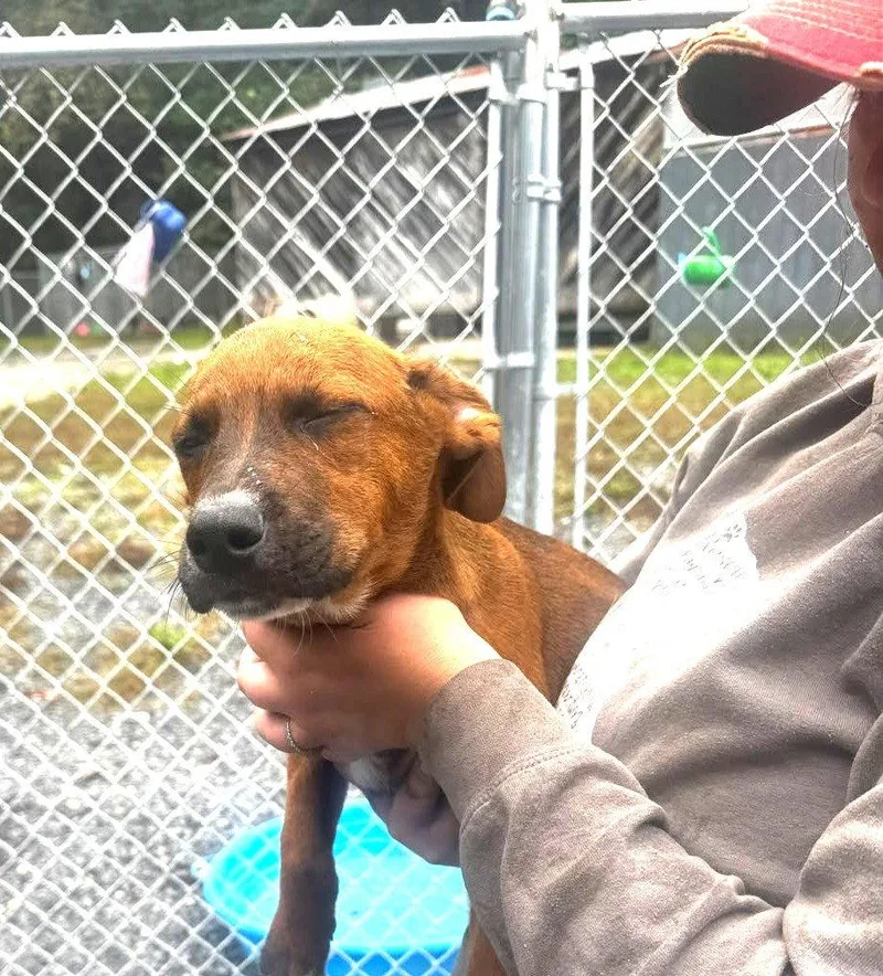 A baby medium-sized male Hound dog named Grumpy for adoption in Hinton, WV