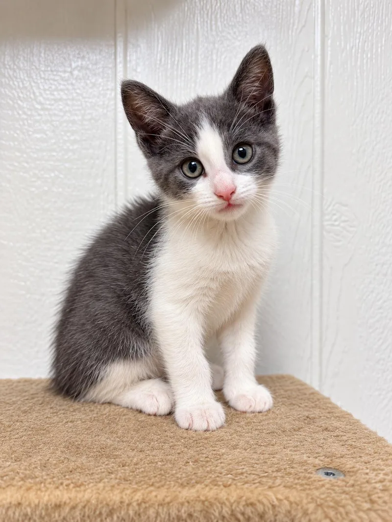 A baby medium-sized female Gray & White Domestic Short Hair cat named Biscotti for adoption in Victor, NY