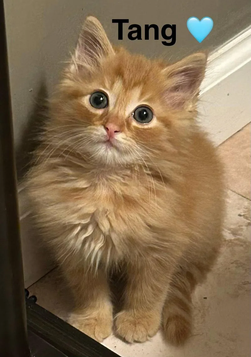 Tang