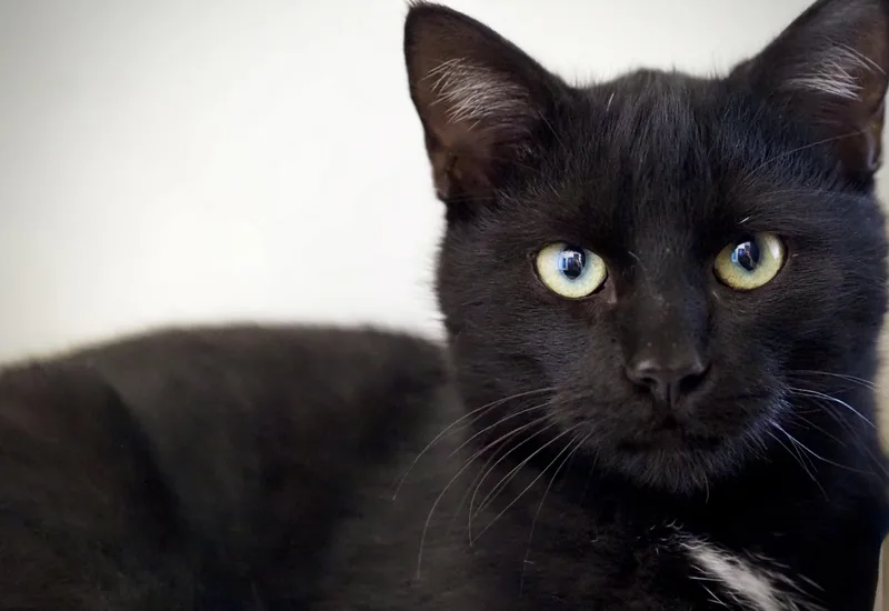 A young medium-sized male Black Domestic Short Hair cat named Kiki for adoption in Buena Vista, CO