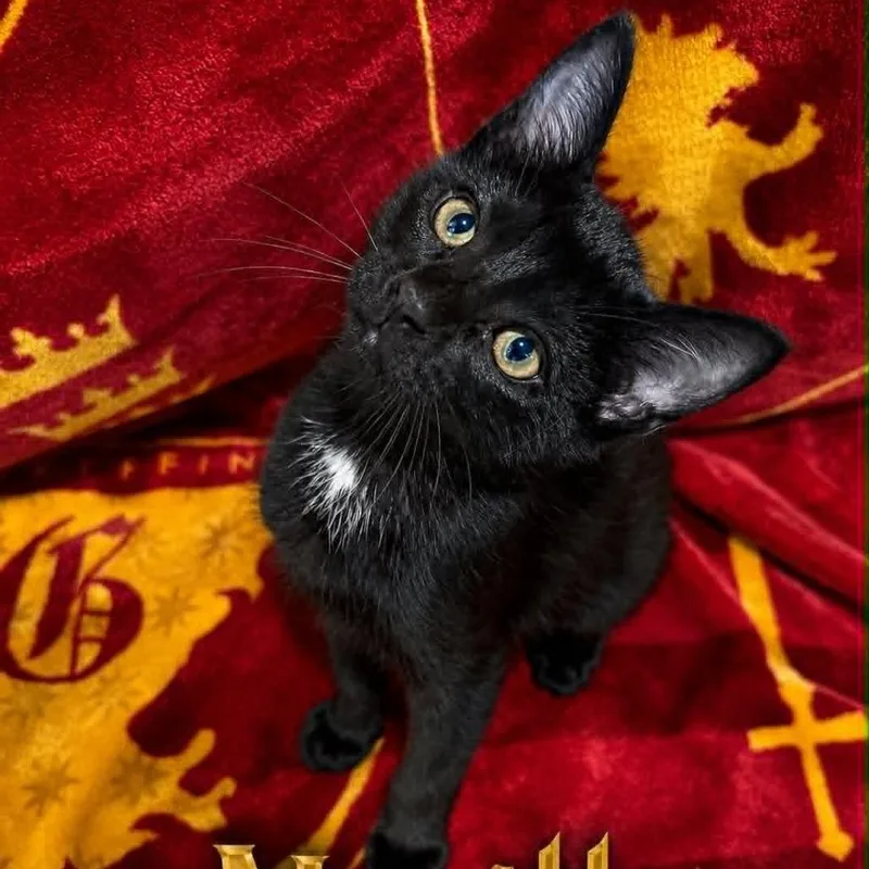 A baby small-sized male Black Domestic Short Hair cat named Neville for adoption in Rochester, MN