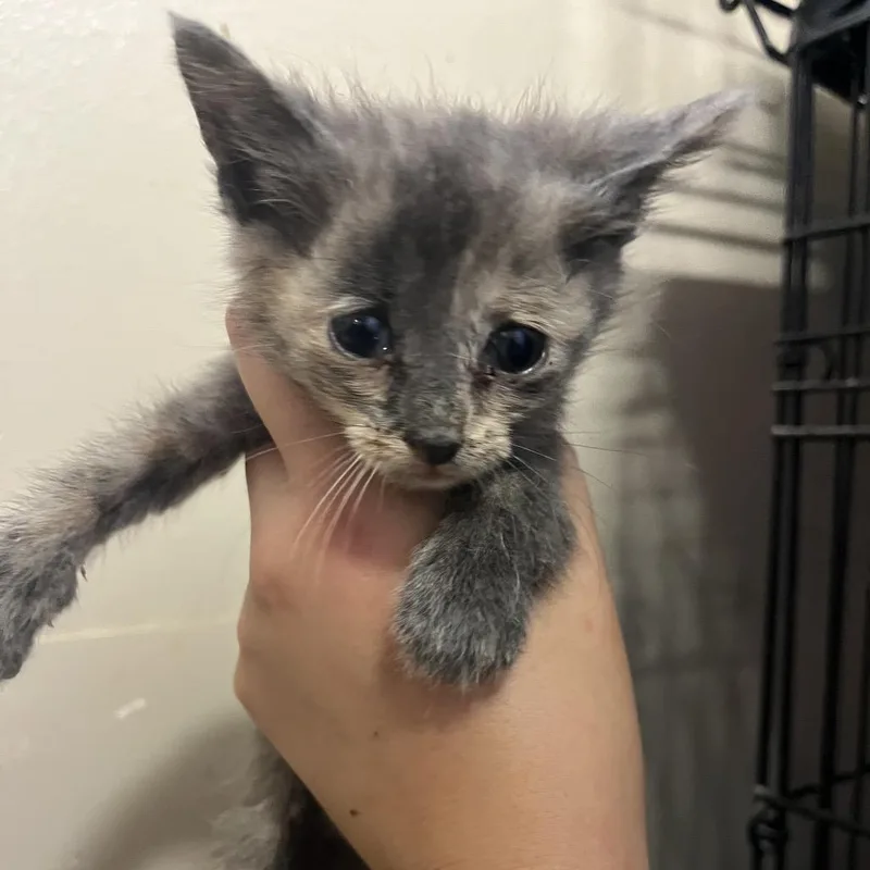 A baby small-sized female Tortoiseshell Domestic Short Hair cat named Alfredo for adoption in Stephenville, TX
