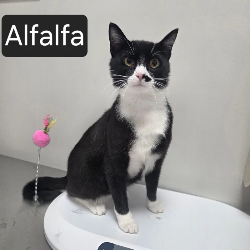A young large-sized male Black & White / Tuxedo Domestic Short Hair cat named Alfalfa for adoption in SNOW HILL, NC