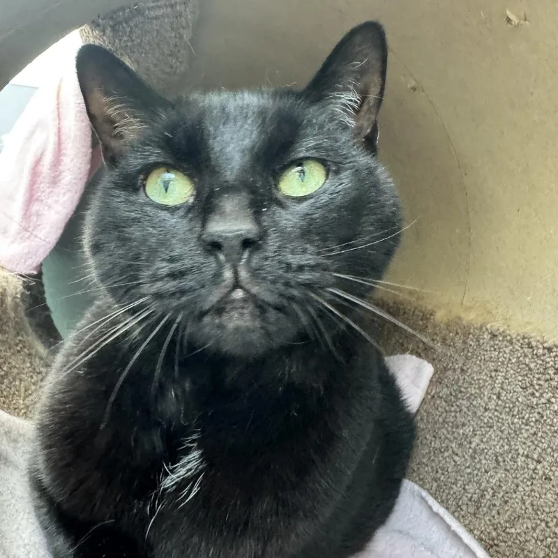 Carlos Despacito Meowiguez