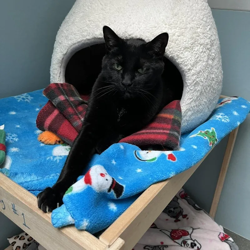 Carlos Despacito Meowiguez thumbnail 2