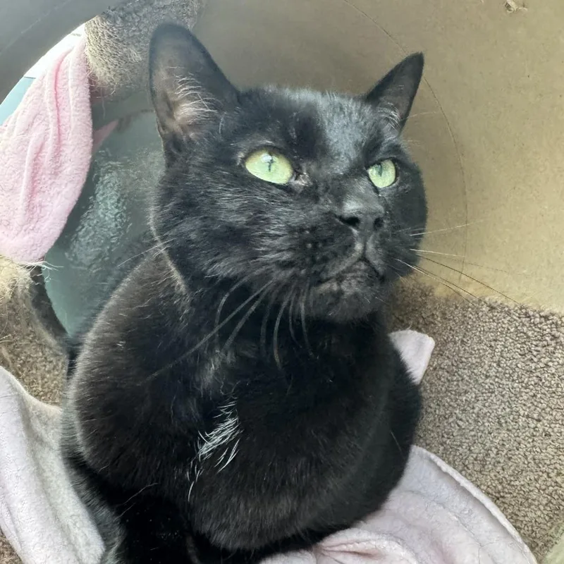 Carlos Despacito Meowiguez thumbnail 3