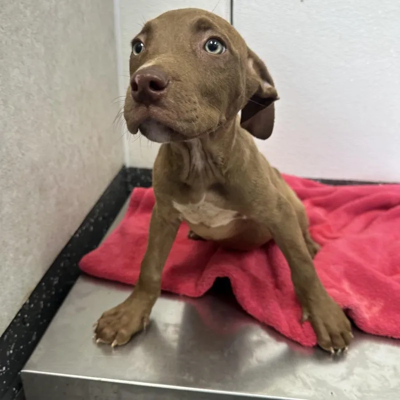 A young small-sized male Brown / Chocolate Mixed Breed dog named Squints for adoption in Columbiana, AL
