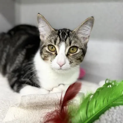 A baby small-sized female Brown / Chocolate Domestic Short Hair cat named Rue for adoption in Atlanta, GA