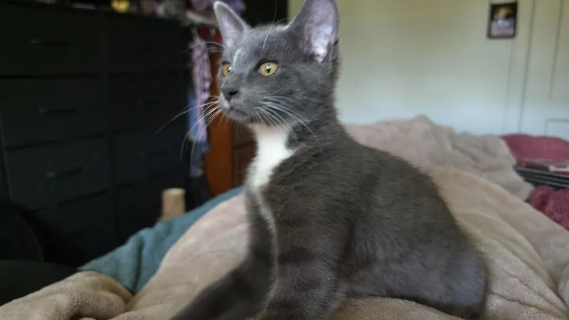 Chester thumbnail 2