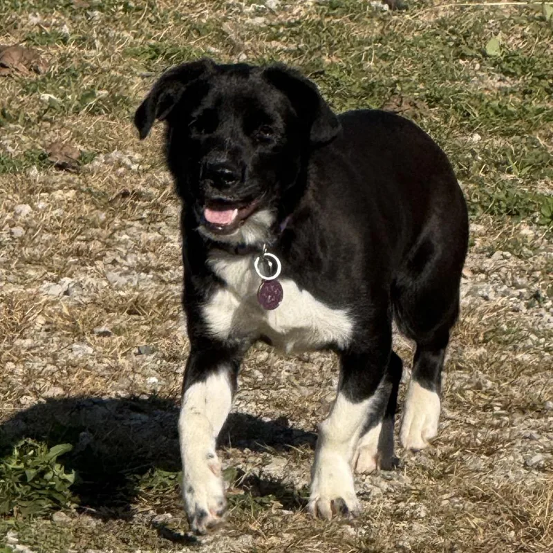 A young medium-sized female Mixed Breed dog named Ethel Dardevil for adoption in Cincinnati, OH
