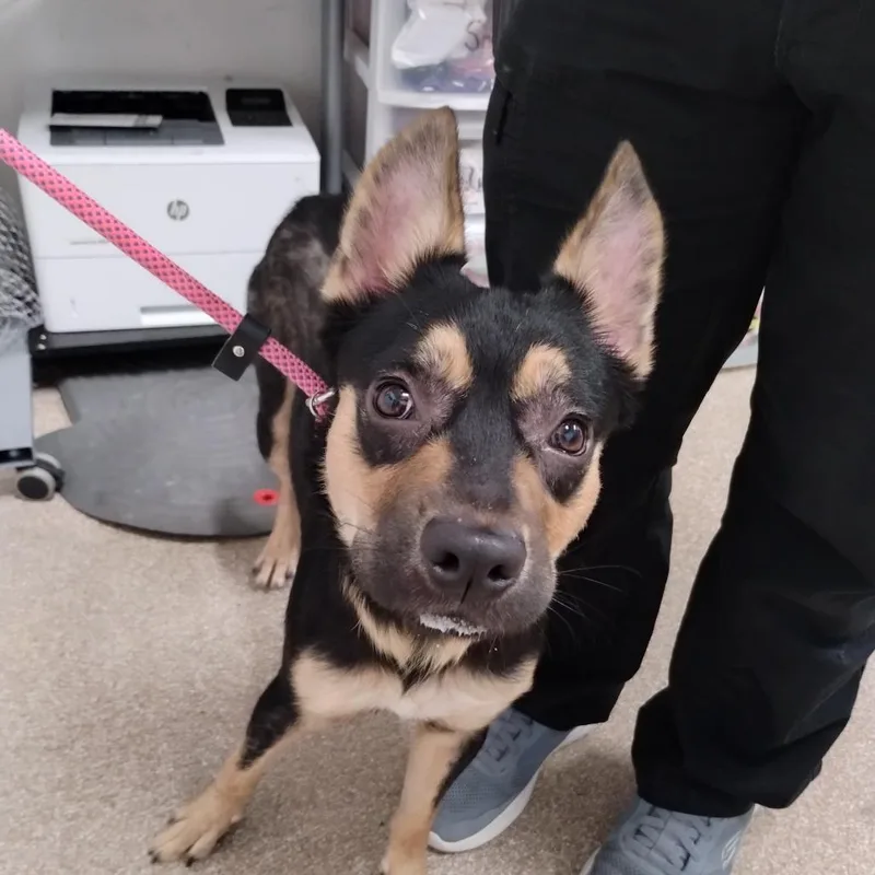 An adult medium-sized male Brown / Chocolate German Shepherd Dog dog named Astro for adoption in League City, TX