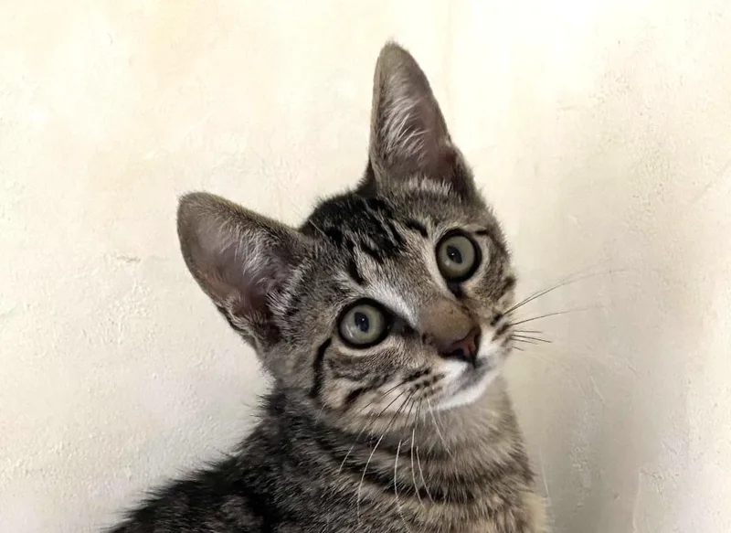 A baby medium-sized male Tabby (Brown / Chocolate) Domestic Short Hair cat named Milo for adoption in Manitou Springs, CO