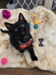 A baby medium-sized male Black Domestic Short Hair cat named Harry for adoption in Mechanicsburg, PA