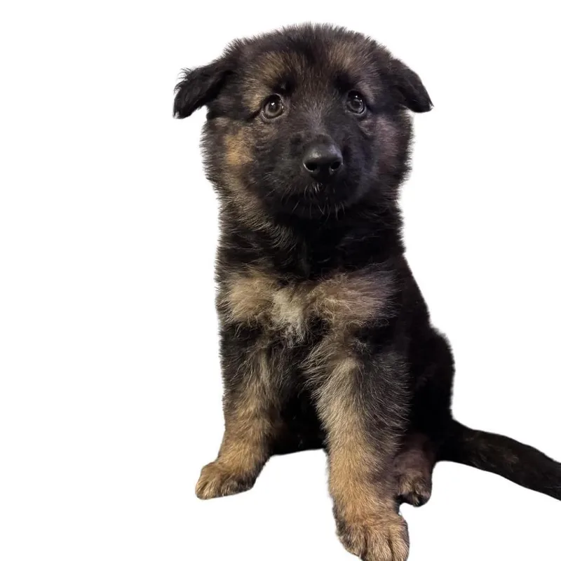 A baby large-sized male Sable German Shepherd Dog dog named Nemo for adoption in Farmersville, OH