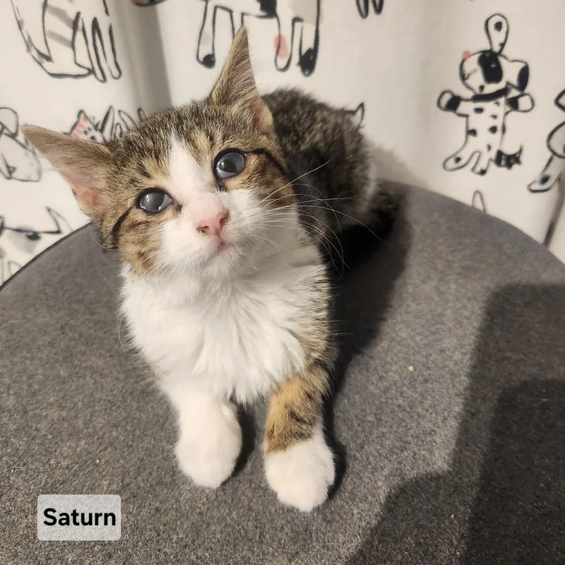A baby small-sized female Domestic Medium Hair cat named Saturn for adoption in Elyria, OH