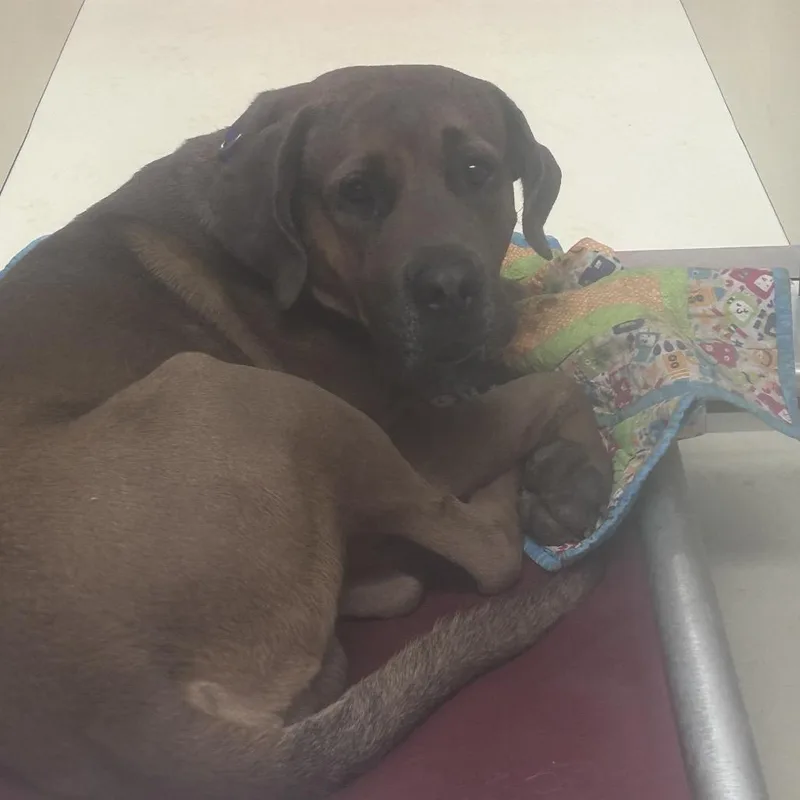 An adult large-sized male Brown / Chocolate Mixed Breed dog named Luther for adoption in Philadelphia, PA