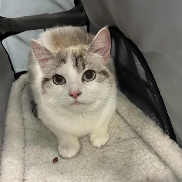 A young medium-sized female Brown / Chocolate Domestic Short Hair cat named Stingray for adoption in Greensboro, NC