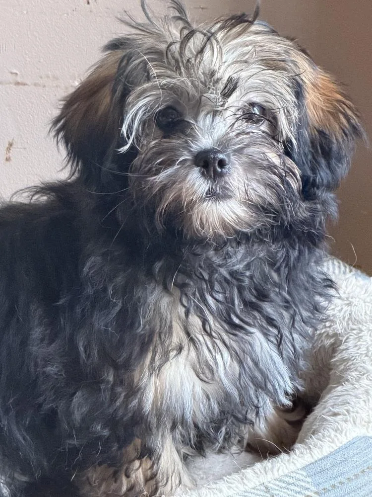 Mudpie Mojo