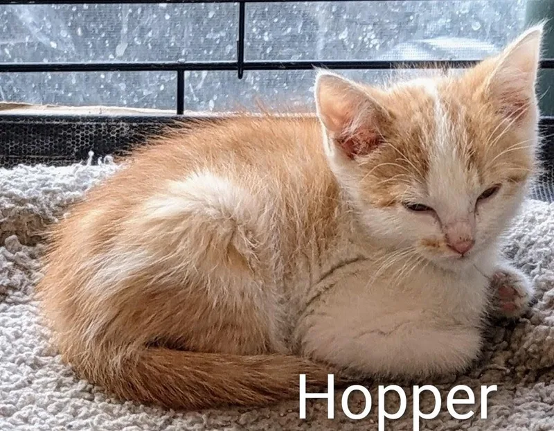 A baby medium-sized male Orange & White Domestic Short Hair cat named Hopper for adoption in Binghamton, NY