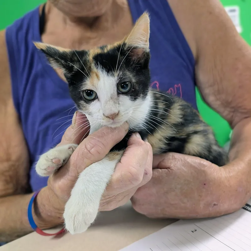 A baby medium-sized female Domestic Short Hair cat named Polly Pocket for adoption in Newburgh, IN