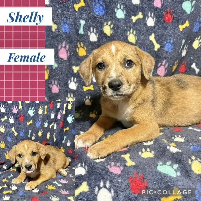 A baby medium-sized female Catahoula Leopard Dog dog named Shelly for adoption in Manchester, CT