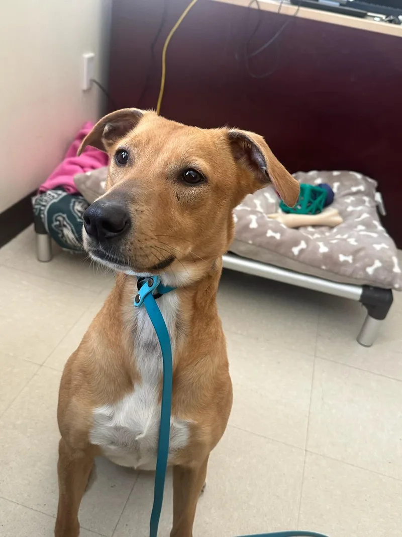 A young medium-sized female Brown / Chocolate Labrador Retriever dog named Rosie for adoption in Clayton, NJ