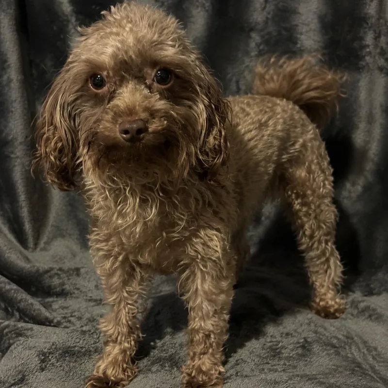 An adult small-sized male Brown / Chocolate Cockapoo dog named Baby Man for adoption in Pelham, NH