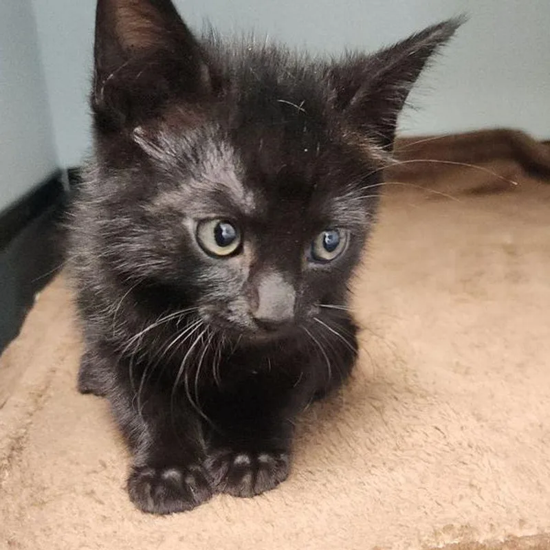 A young small-sized male Black Domestic Short Hair cat named Utah for adoption in Kingman, AZ