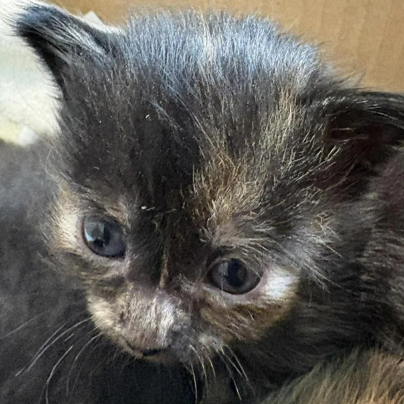 A baby small-sized female Brown / Chocolate Domestic Long Hair cat named Bee Bop for adoption in Winchester, VA