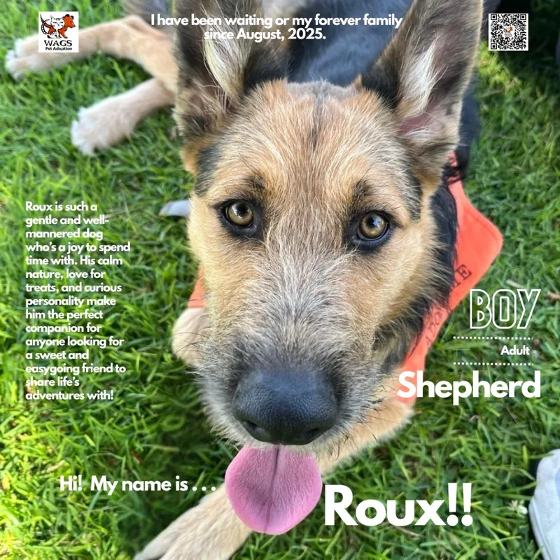 An adult medium-sized male Gray / Blue / Silver Terrier dog named Roux for adoption in Westminster, CA