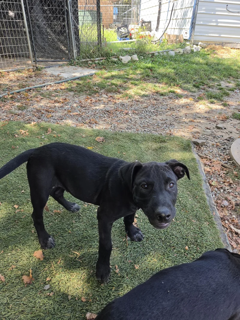 A baby large-sized male Staffordshire Bull Terrier dog named Seal for adoption in Tracy City , TN
