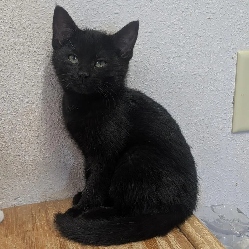 A baby small-sized female Black Domestic Short Hair cat named Annabelle for adoption in Prairie du Chien, WI